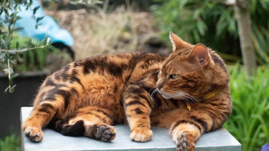 Pourquoi mon chat est musclé ?