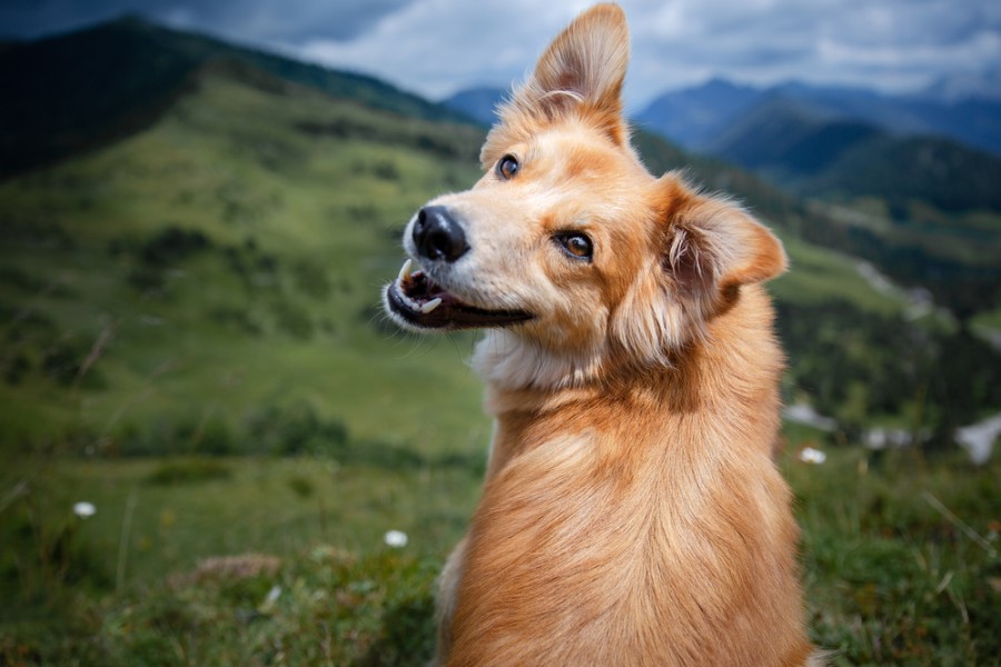 Pourquoi mon chien fait des sourires ?