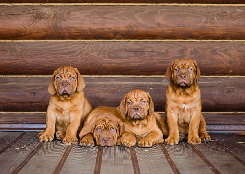 Chiot dogue de bordeaux : découvrez cette race