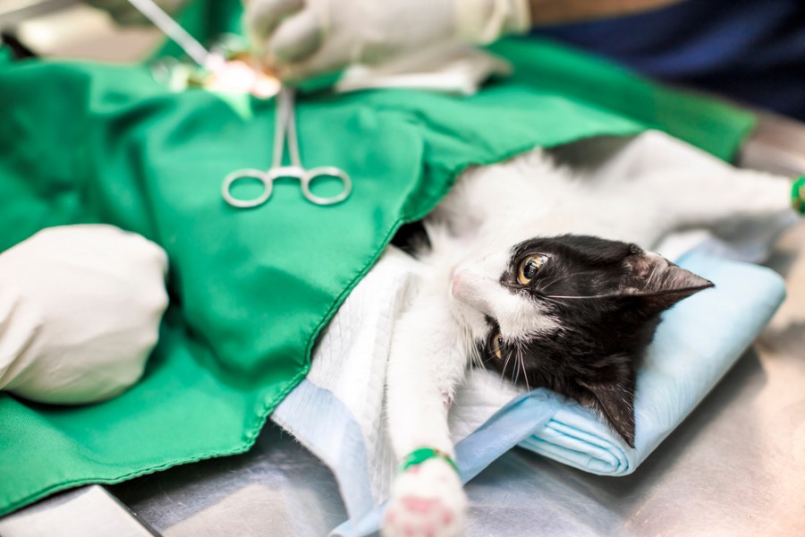 Quel est le prix de la stérilisation d'un chat ?
