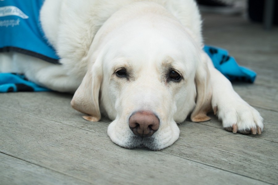 Puis-je mettre de l'huile d'olive dans les croquettes de mon chien ?