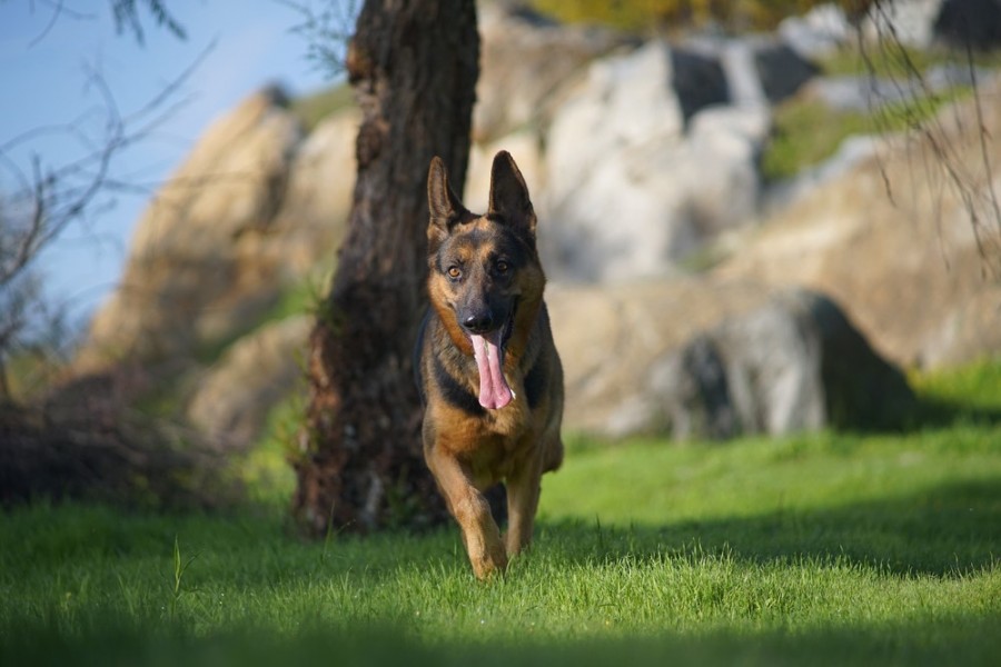 Que choisir entre le berger allemand et le berger belge malinois ?