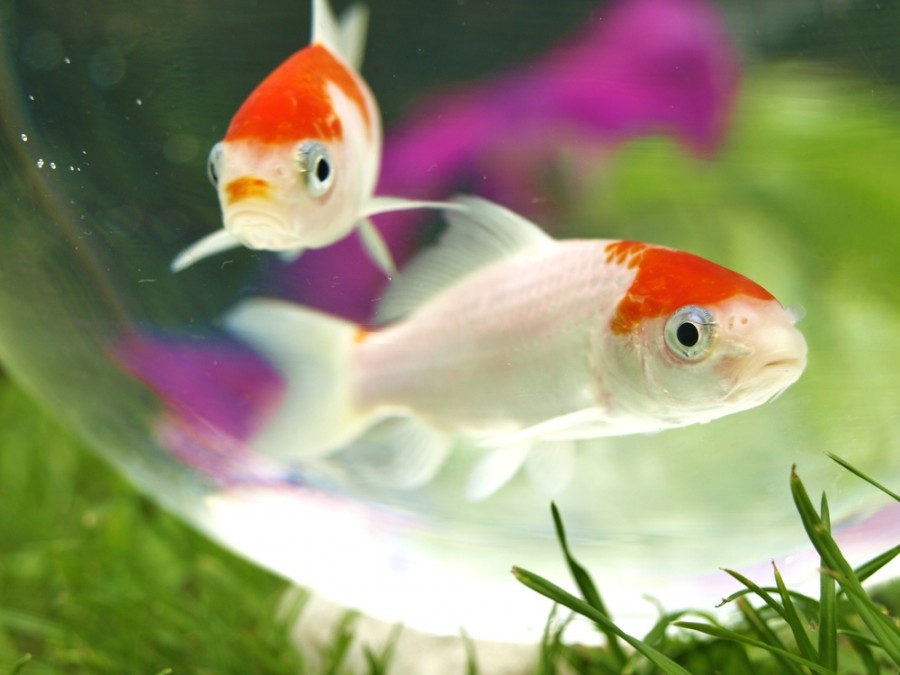Quel aquarium pour 2 poissons japonais ?