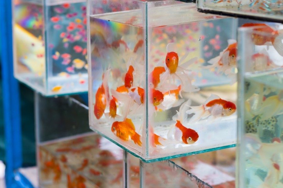 Quel aquarium pour un poisson japonais ?