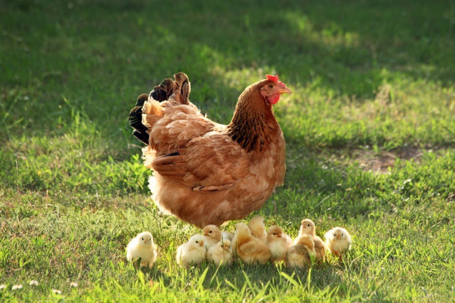 Quel est l'âge maximum d'une poule ?