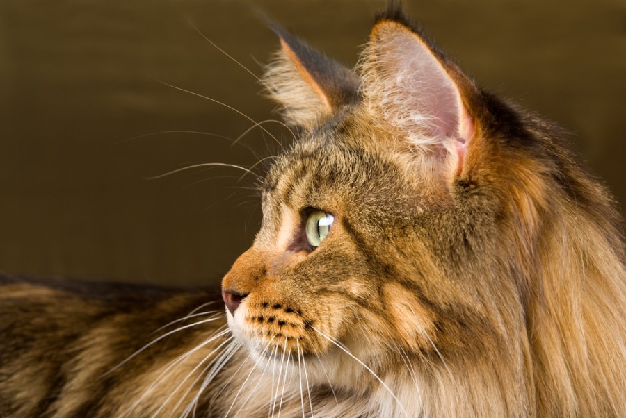 Quel est le caractère des chats écaille de tortue ?