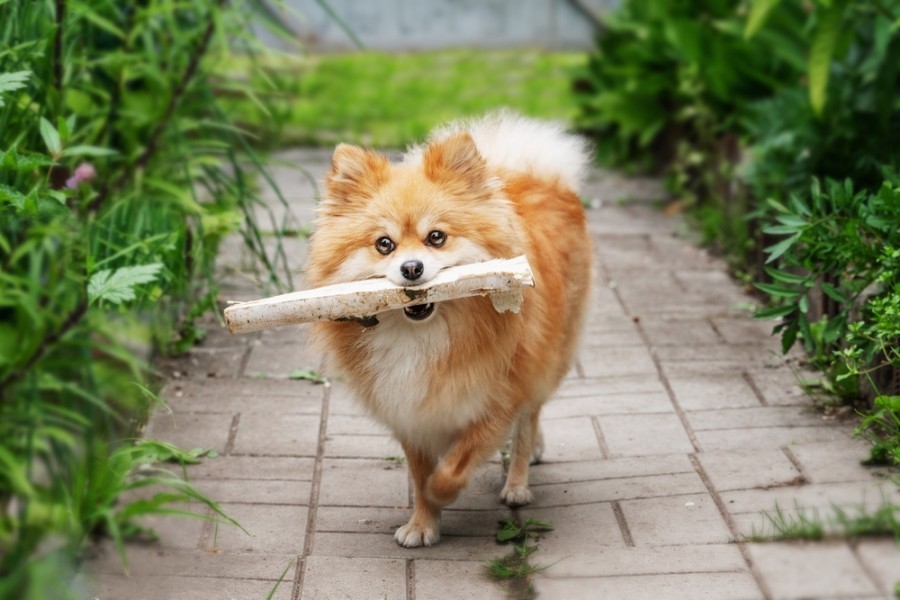 Quel est le caractère d'un chien nounours ?