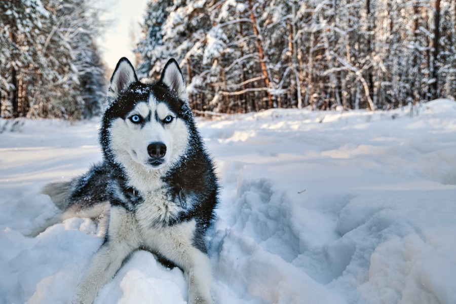 Quel est le meilleur choix entre un husky et un malamute comme animal de compagnie ?