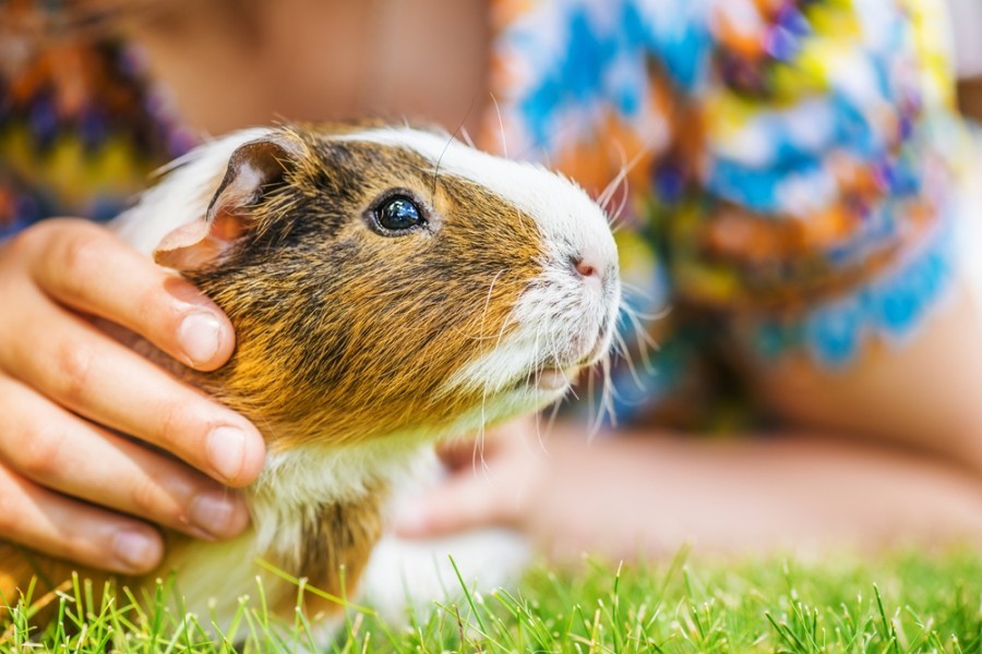 Quel est le prix d'un cochon d'inde en animalerie ?