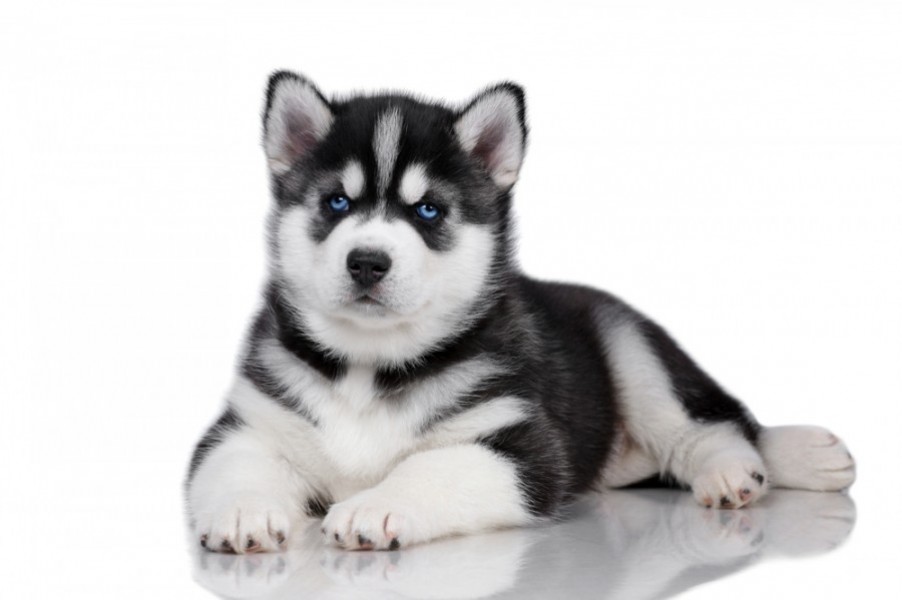 Quel est le prix d'un husky bébé ?