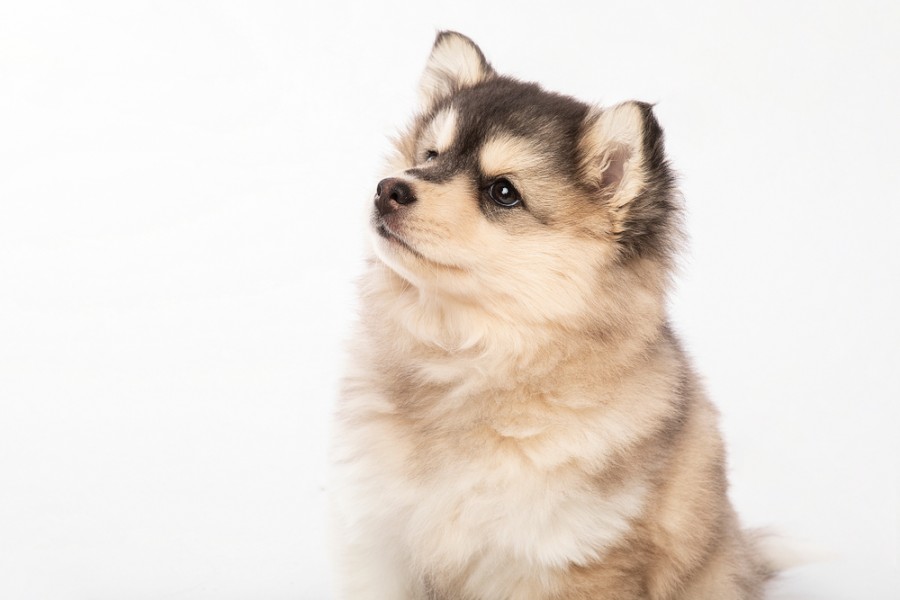 Quel est le prix d'un Pomsky ?