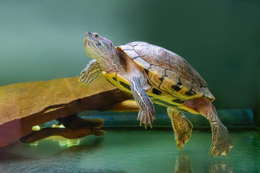 Quel est le prix d'une tortue d'eau ?