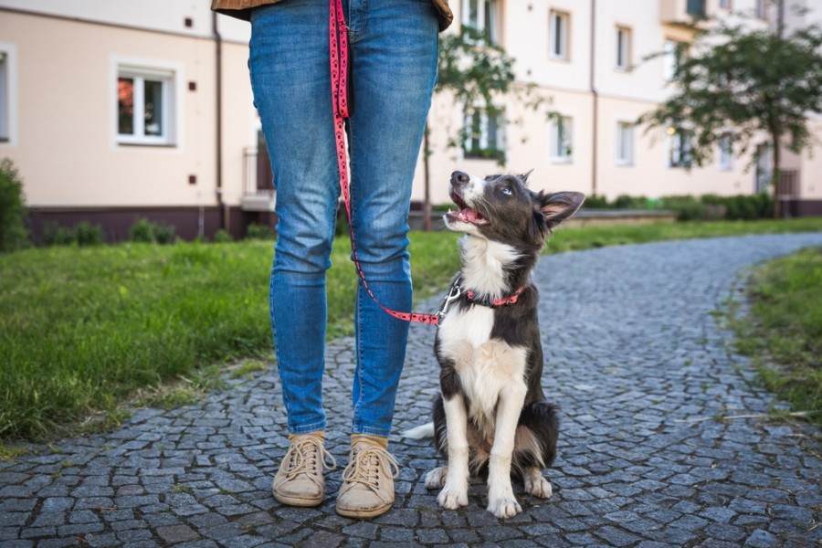 Quel est le salaire d'un pet sitter ?