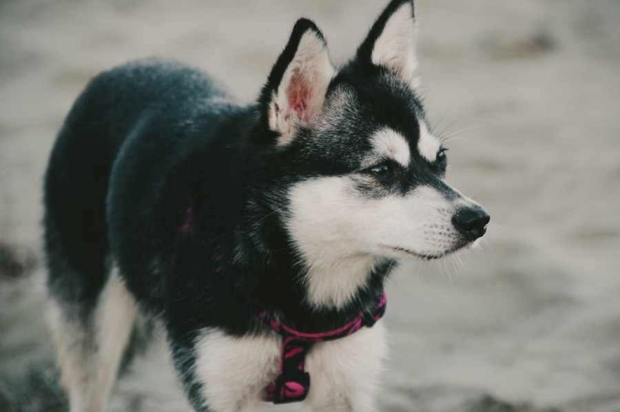 Quel est le tempérament et le comportement typique d'un alaskan klee kai ?