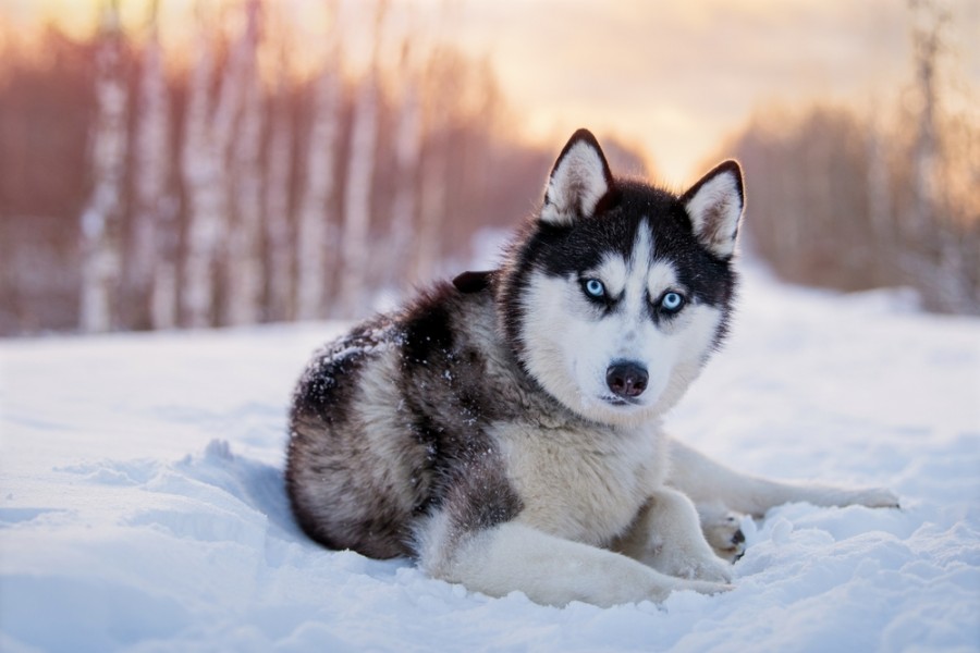 Quel maître pour un Husky Sibérien ?