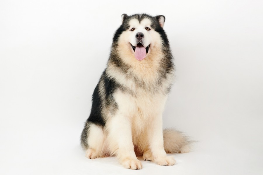 Quelle est la différence entre le Husky et le Malamute ?