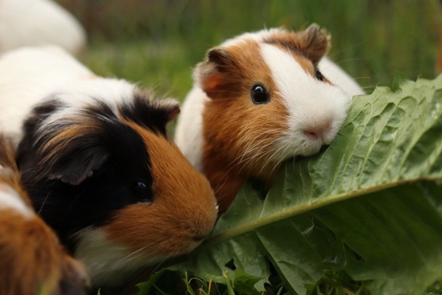 Quelle est la meilleure alimentation pour un cochon d'inde ?