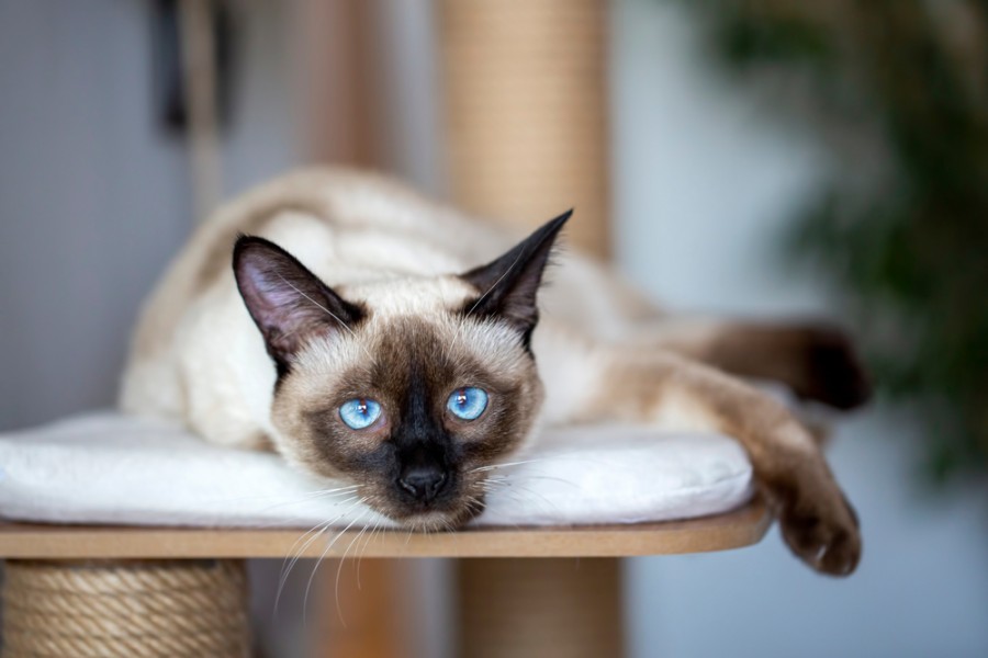 Quelle est la race de chat aux yeux bleus ?