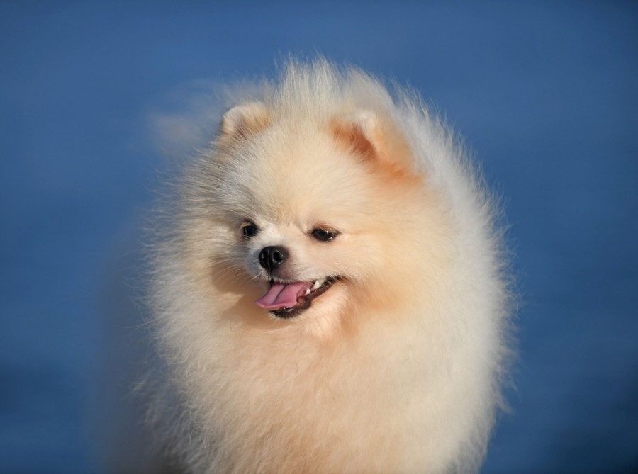 Quelle est la race de chien qui ressemble à un nounours ?