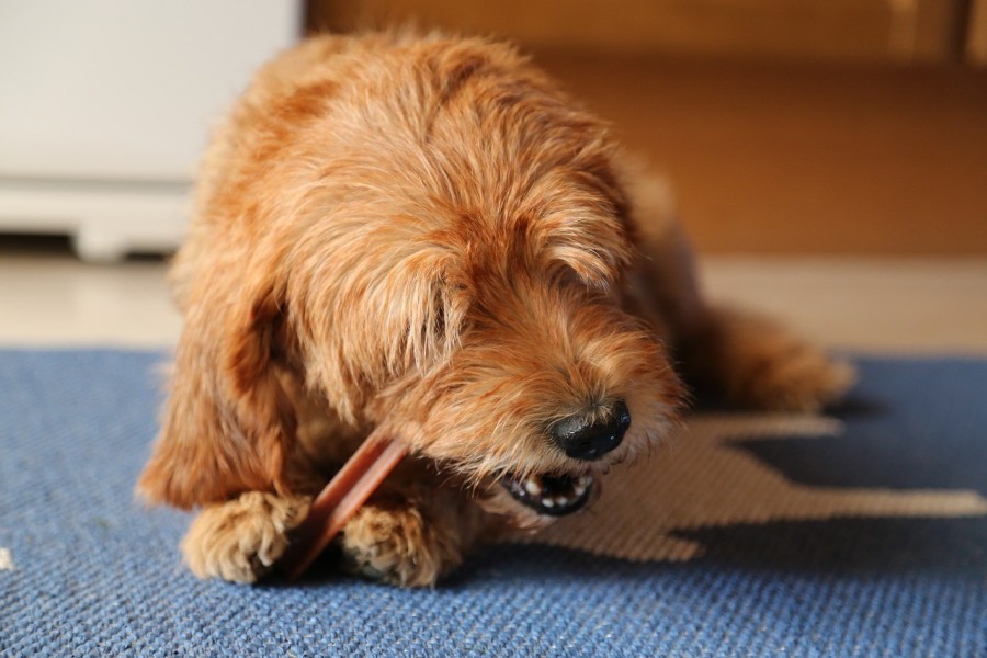 Quelle huile donner à un chien constipé ?