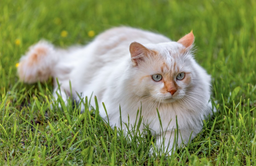 Quelles sont les caractéristiques des chats aux yeux bleus ?