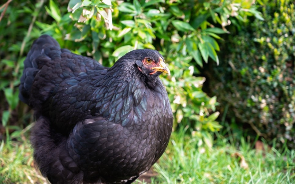 Quelles sont les caractéristiques d'un coq Brahma géant ?