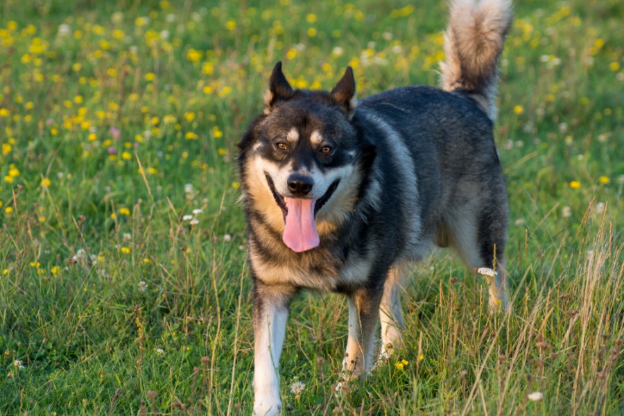 Quelles sont les caractéristiques d'un Husky croisé Berger Allemand ?