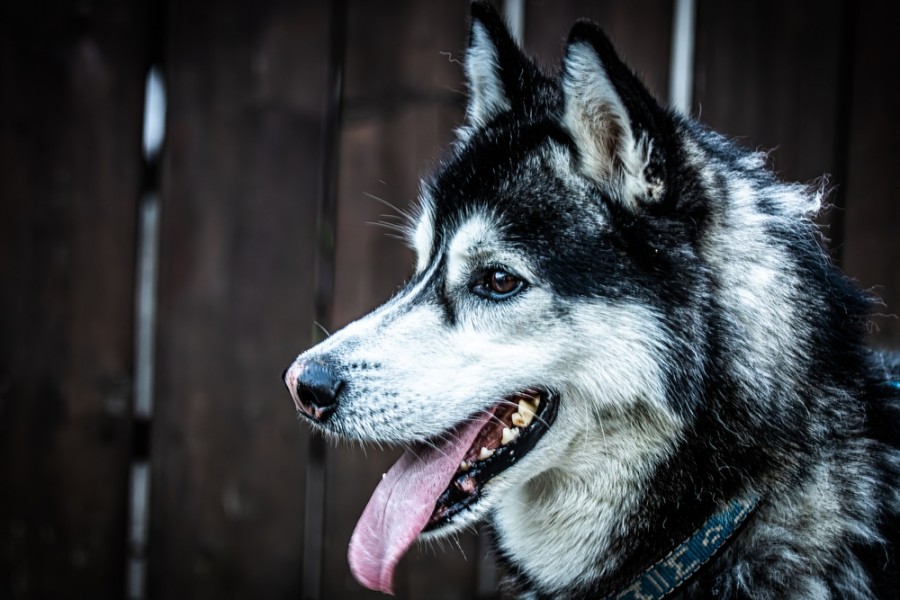 Quelles sont les caractéristiques physiques du Husky Noir ?