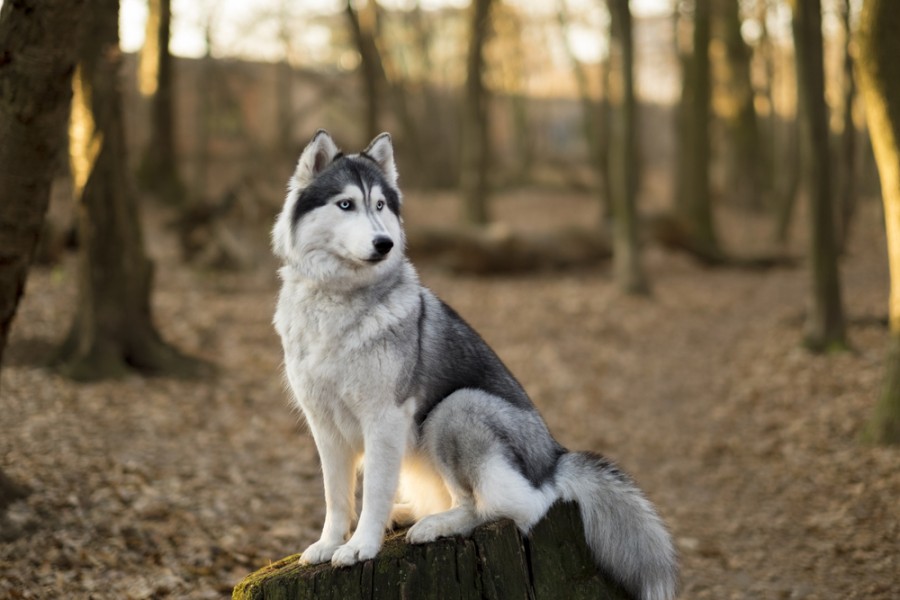 Quelles sont les caractéristiques physiques du Husky Sibérien ?