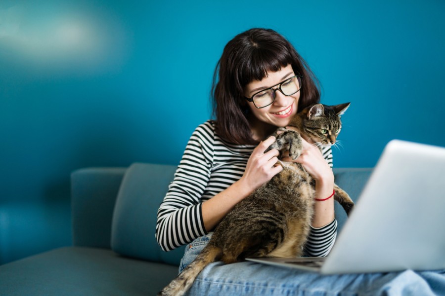 Quelles sont les caractéristiques physiques d’un chat tabby ?