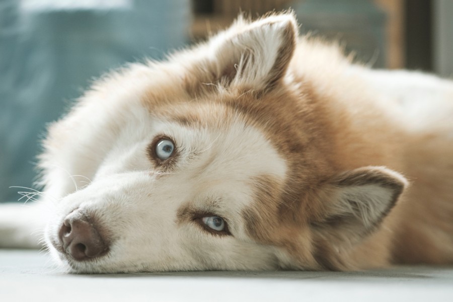 Quelles sont les caractéristiques spécifiques du husky roux ?