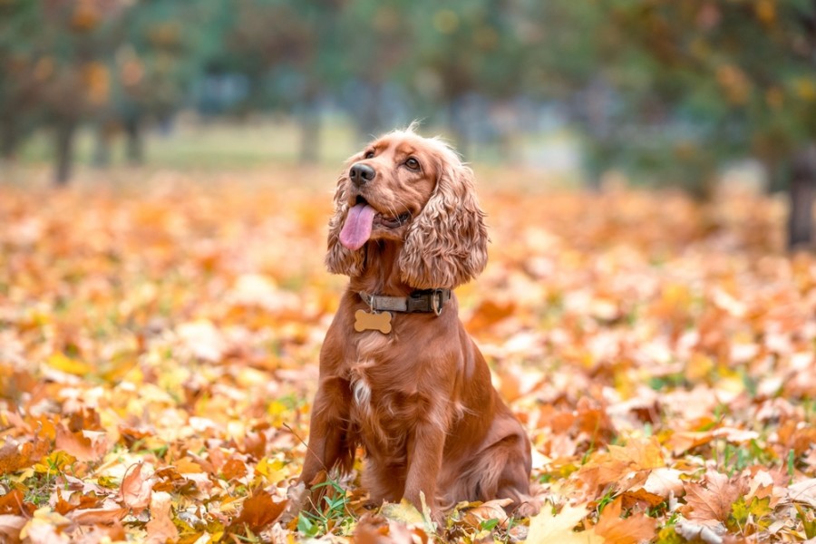 Quelles sont les responsabilités d'un dog sitter pendant la garde d'un chien ?