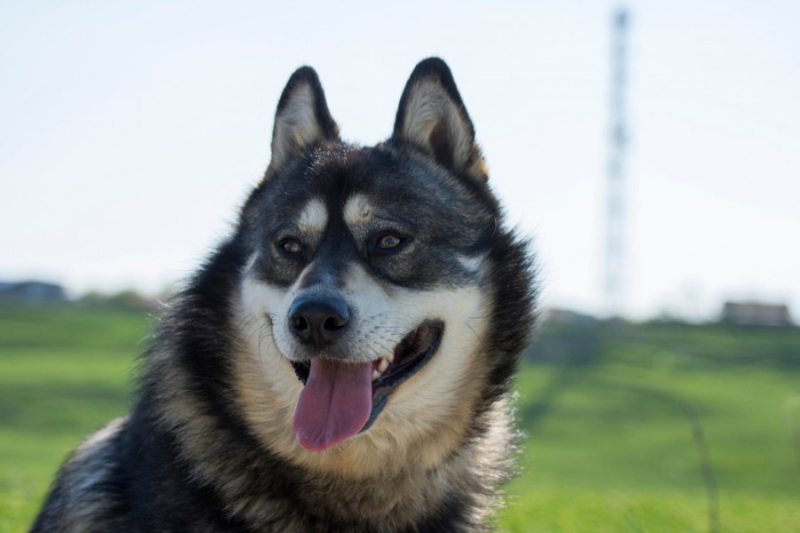 Quels sont les besoins d’exercice d’un Husky croisé Berger Allemand ?