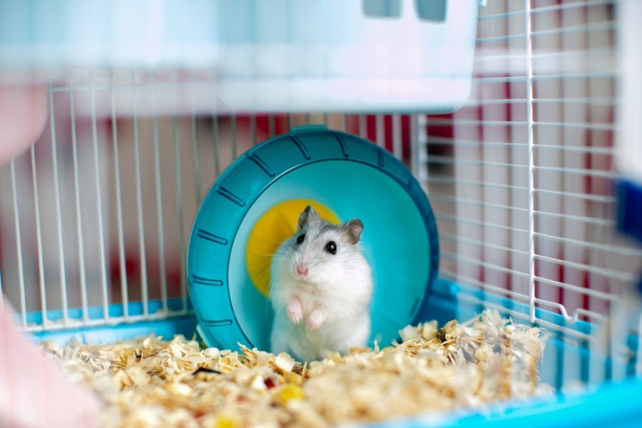 Quels sont les besoins d'un hamster joueur ?