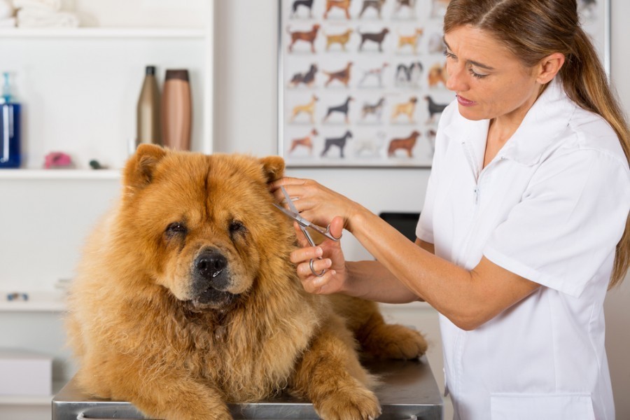 Quels sont les besoins spécifiques d'un chow-chow bébé ?