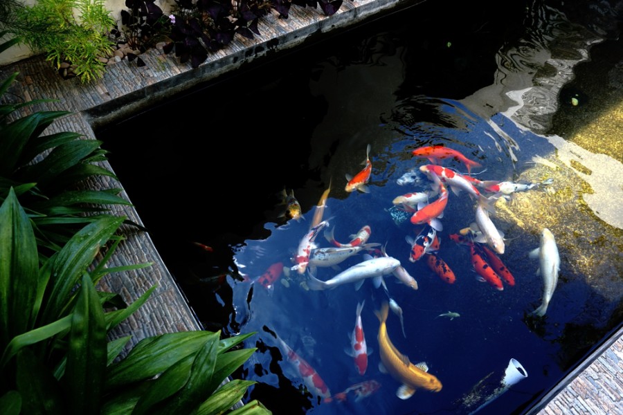 Quels sont les bienfaits des poissons japonais dans votre jardin ?