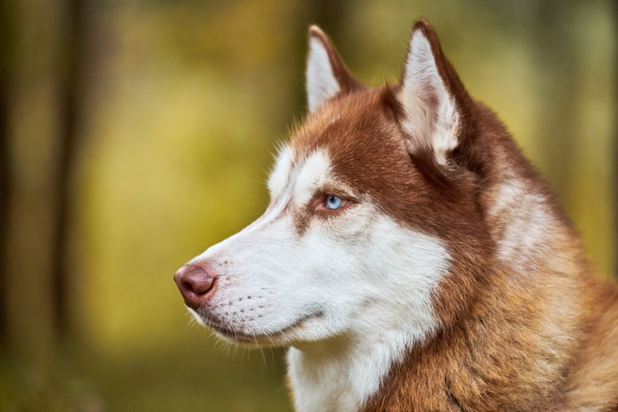 Quels sont les critères à prendre en compte lors de l'acquisition d'un husky roux ?