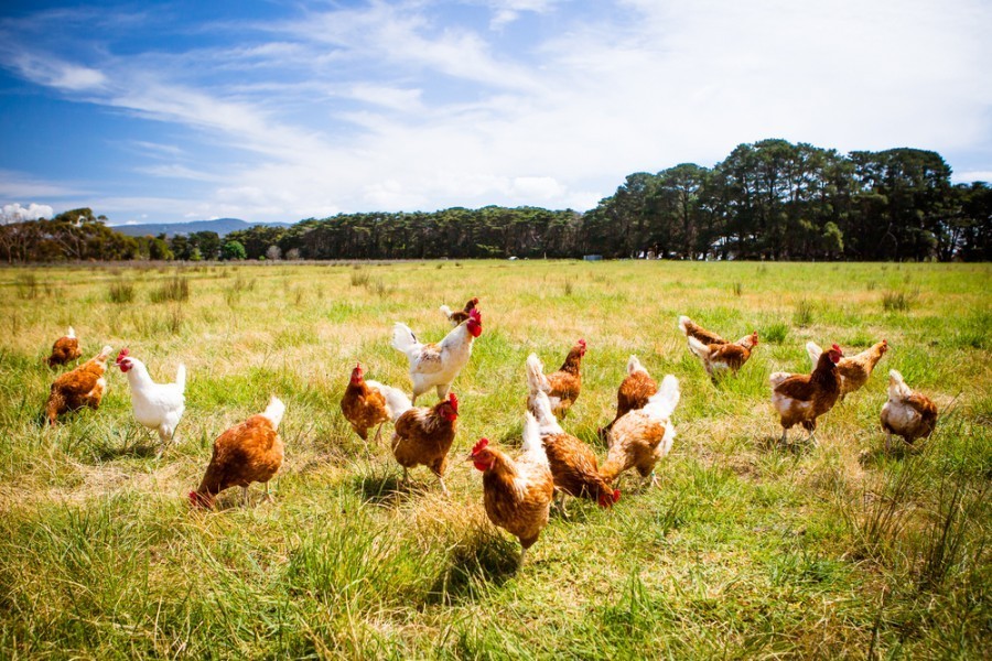 Quels sont les facteurs qui influencent la durée de vie d'une poule ?La durée de vie d'une poule peut être influencée par divers facteurs environnementaux et génétiques :