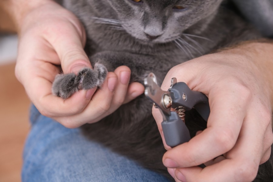 Quels sont les outils nécessaires pour couper les griffes d'un chat ?