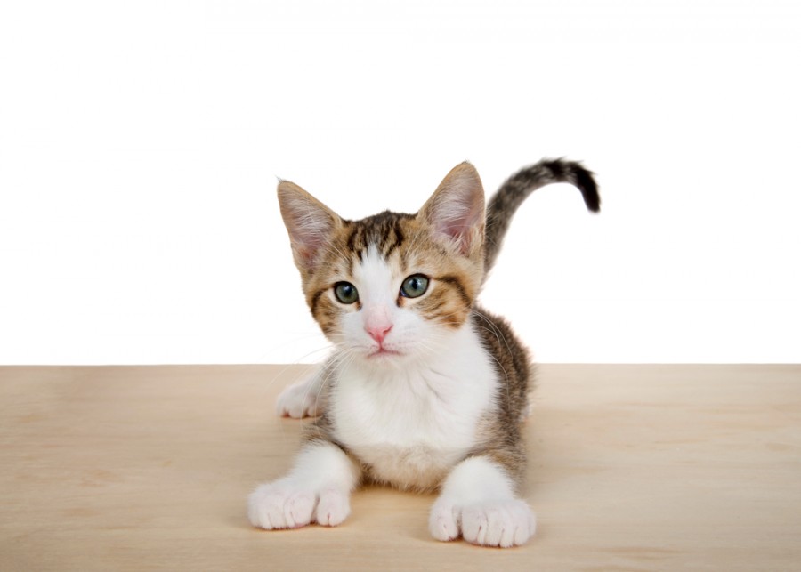 Quels sont les problèmes de santé courants chez les chats polydactyles ?