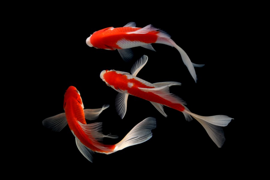 Quels sont les soins nécessaires pour un poisson rouge japonais ?