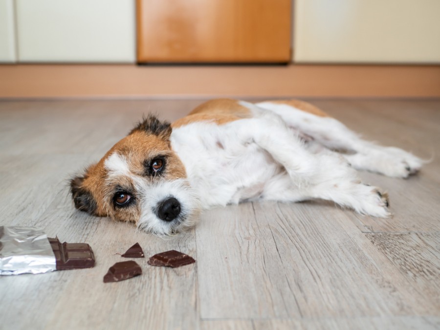Quels types de chocolat sont les plus dangereux pour les chiens ?