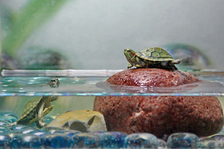 Qu'est-ce qu'il faut pour une tortue d'eau ?