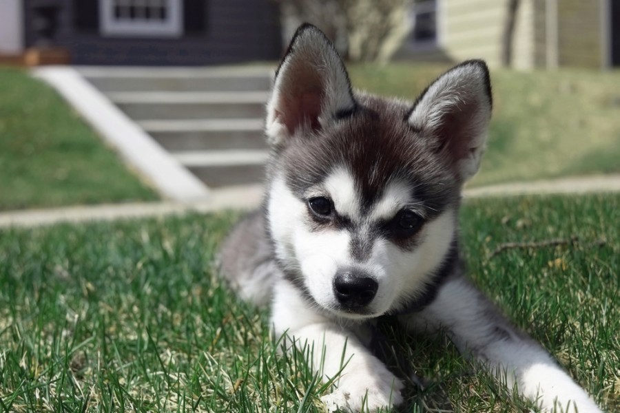 Qu'est-ce qu'un alaskan klee kai ?