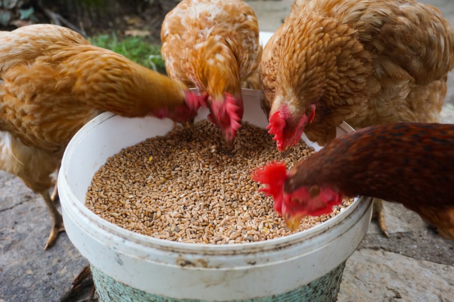 Qu'est-ce qu'une poule pondeuse ?