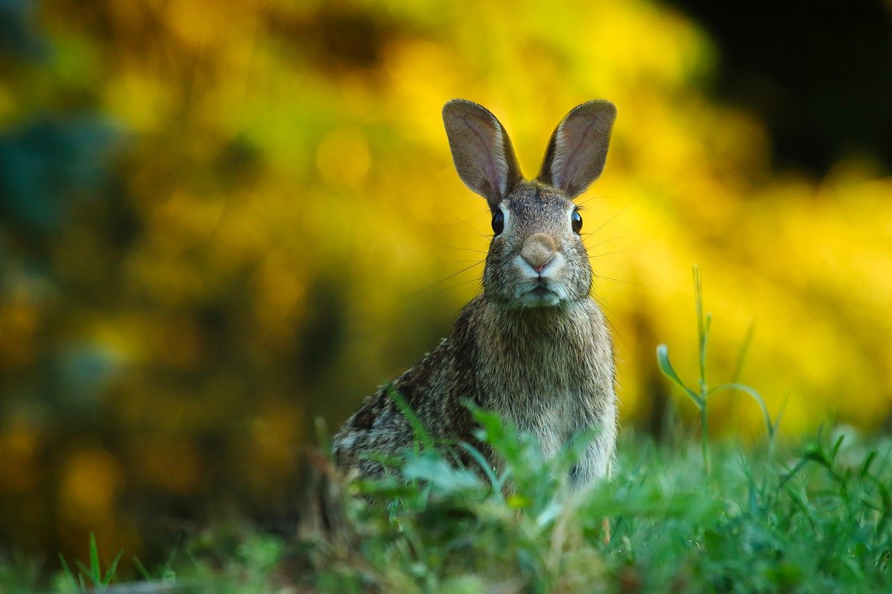 Comportement du lapin : est-il heureux et détendu ?