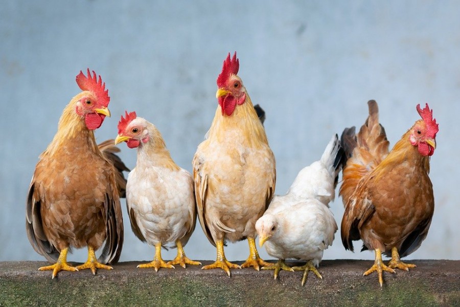 Race de poule : il y en existe combien ?