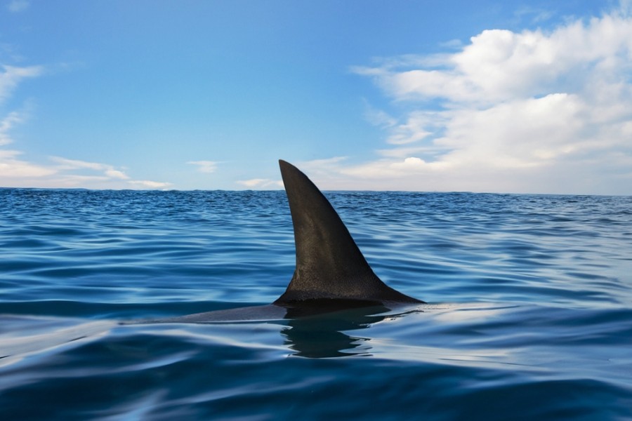 Le requin longimane est-il unique parmi les espèces de requins ?