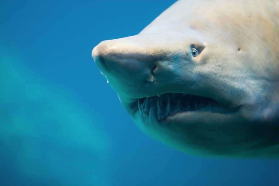 Quel est le requin d'eau douce le plus fascinant ?