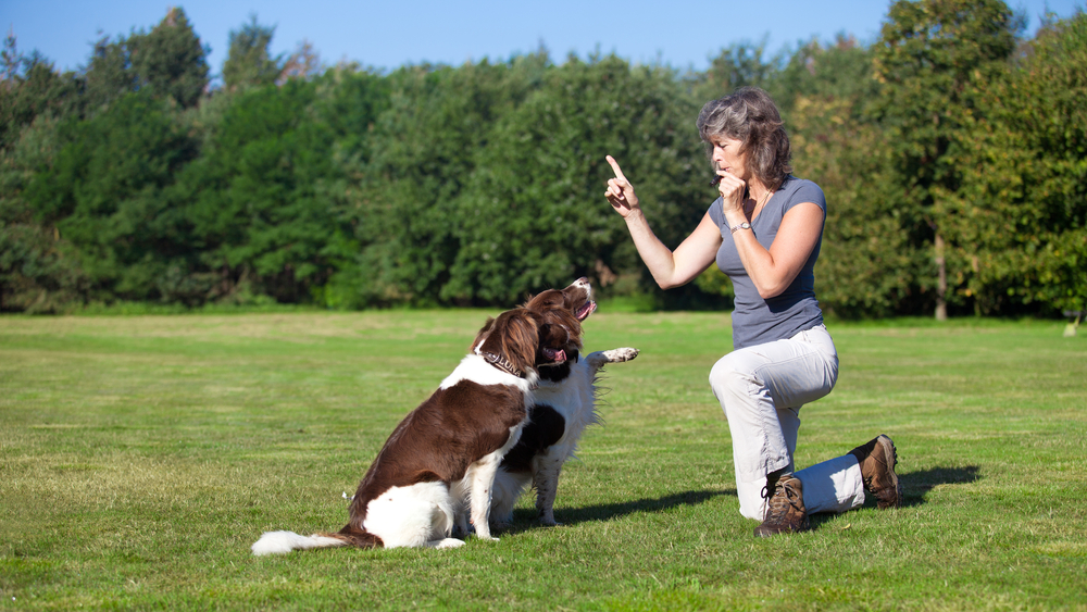 Comment devenir educateur canin ? 